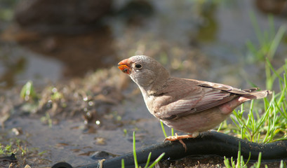 Trumpeter finch Bucanetes githagineus amantum drinking water. The Joros Houses. Jandia Peninsula. Pajara. Fuerteventura. Canary Islands. Spain.
