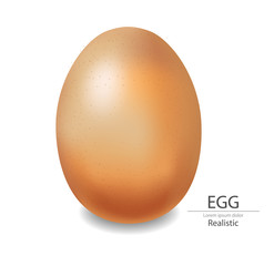 Egg vector realistic