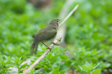 Canary Islands chiffchaff Phylloscopus canariensis fluttering their wings just bathed. Jandia peninsula. Pajara. Fuerteventura. Canary Islands. Spain.