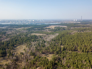 Coniferous forest in spring on a clear sunny day. Aerial drone view.