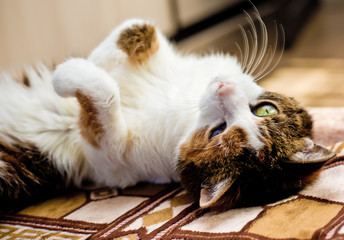 tricolor kitten lying on the couch close up