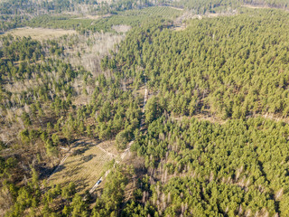 Fototapeta na wymiar Coniferous forest in spring on a clear sunny day. Aerial drone view.