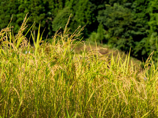 愛媛県松野町の遊鶴羽の棚田の風景。黄金の稲穂。