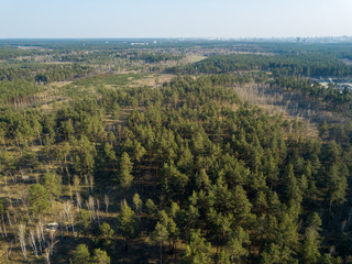 Coniferous forest in spring on a clear sunny day. Aerial drone view.