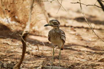 Indian Thick Knees Bird of Gir
