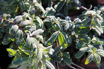 природа, архитектор природа