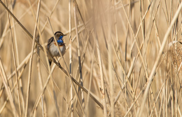 Blaukehlchen