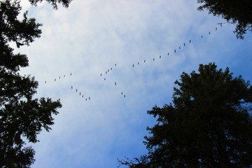 природа, архитектор природа