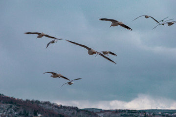 Group of wild seagulls, which flying against blue sky. Panoramic view of Famous tourist place Tarabya with seagulls on the front, Istanbul, Turkey