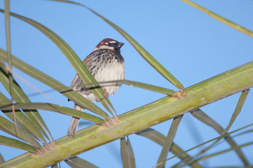 Male Spanish sparrow Passer hispaniolensis on a Canary Island date palm Phoenix canariensis. Tuineje. Fuerteventura. Canary Islands. Spain.