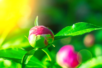 pink peony flower, flowering plants in spring. bright Sunny day, natural background
