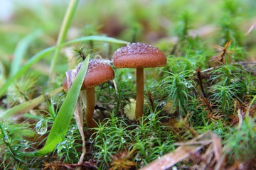 природа, архитектор природа