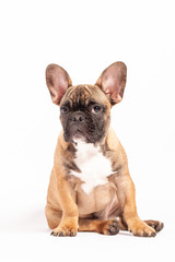 French Bulldog Puppy