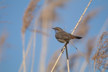 Blaukehlchen