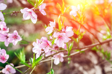 Peach flowers blooming in the garden in spring. Beautiful nature scene with a blooming tree and solar flares.