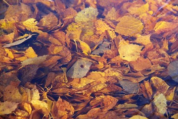 природа, архитектор природа