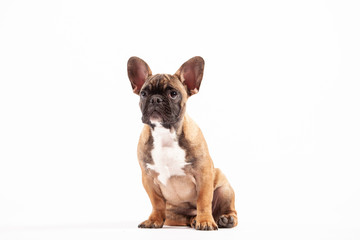 French Bulldog Puppy white background