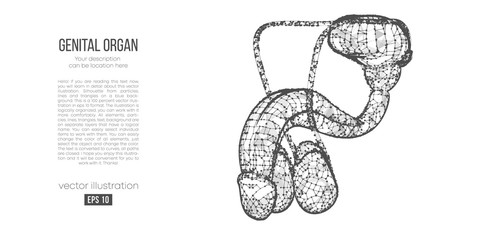 Abstract silhouette of the polygonal genital organ of man on white background. Scanning, research and diagnosis of the genital organ of man. Holographic low poly, wireframe vector. Thanks for watching