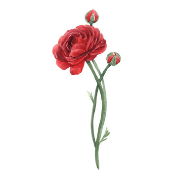 Beautiful vector watercolor floral image with red ranunculus flower. Stock illustration.