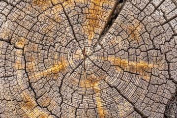 Wooden detailed texture of cut tree trunk or stump, closeup. Rough organic tree rings. Tree trunk cross-section