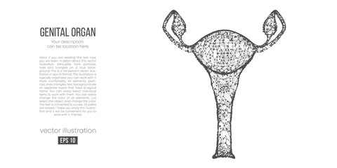 Abstract silhouette of the polygonal genital organ of woman on blue background. Scanning, research and diagnosis of the genital organ of woman. Holographic wireframe vector. Thanks for watching