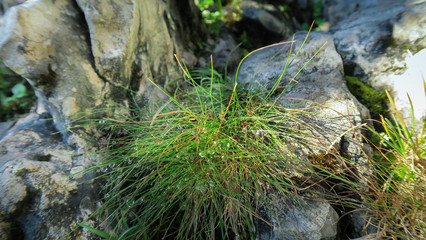 A patch of grass covered with morning dew growing on the rocks