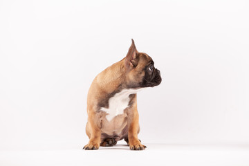 Cool French Bulldog Puppy