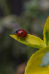Red and black ladybird on a yellow and green leaf.