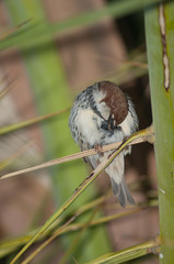 Male Spanish sparrow Passer hispaniolensis preening. Tuineje. Fuerteventura. Canary Islands. Spain.