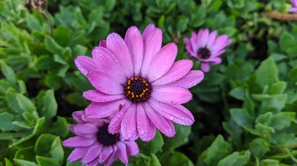 Obraz premium Wild Flowers in Sri Lanka