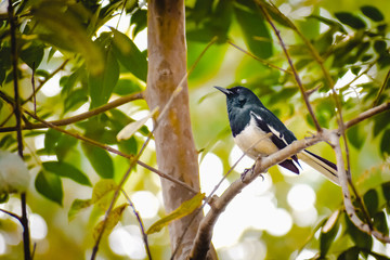 Oriental Magpie Robin 