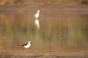 Black winged stilt Himantopus himantopus searching for food. Catalina Garcia lagoon. Tuineje. Fuerteventura. Canary Islands. Spain.