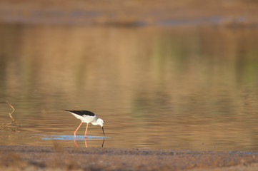 Black winged stilt Himantopus himantopus searching for food. Catalina Garcia lagoon. Tuineje. Fuerteventura. Canary Islands. Spain.