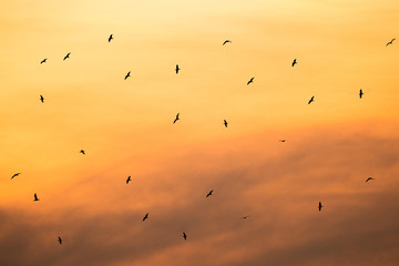 Birds flying free at sunset. Many birds flying over a city.Silhouettes of birds flying in the sky.