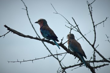 lilac breasted roller pair