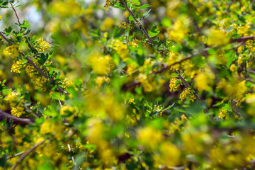 colorful yellow background of a flowering tree abstraction. selective focus blurr