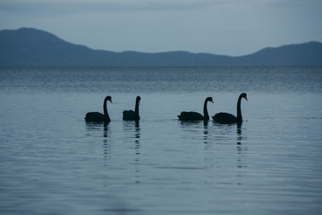Black swans swimming on a lake in blue light