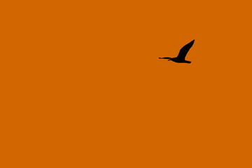 Silhouette of a lone bird flying in the sunset. Orange background with space for text. Seagull.
