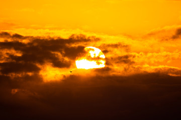 Beautiful sunset with a bird flying by the sun.Silhouette of a bird with a very big sun.
