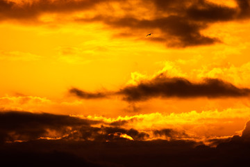 Beautiful sunset with different orange and yellow clouds in the golden hour. Beautiful landscape of a golden cloudy sky with a bird in flight.