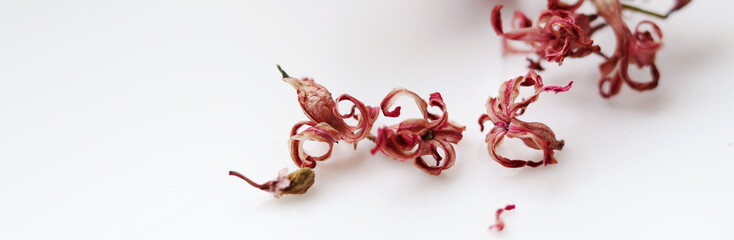 withered dry hyacinth flower on a white background