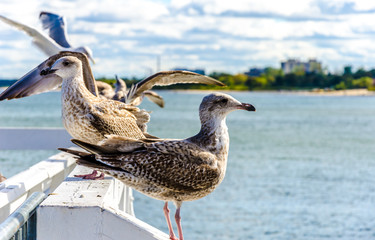 Sopot terns basking in the autumn sun.