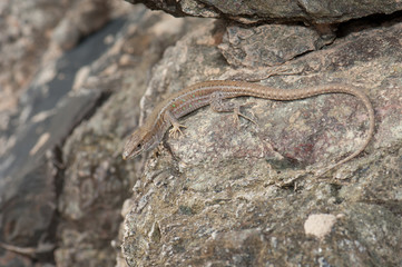 Female atlantic lizard Gallotia atlantica mahoratae. Esquinzo ravine. La Oliva. Fuerteventura. Canary Islands. Spain.