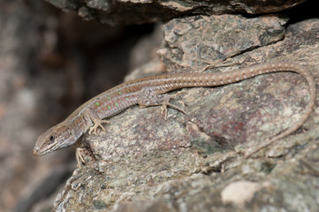 Naklejka na ściany i meble Female atlantic lizard Gallotia atlantica mahoratae. Esquinzo ravine. La Oliva. Fuerteventura. Canary Islands. Spain.