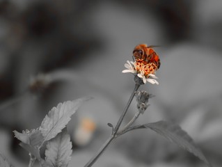 Bee standing on orange and white flower trying to get pollen with on a black and grey background