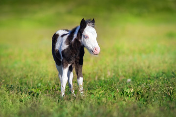 Beautiful piebald pony foal run fast in green pasture