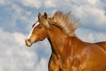 Red horse with long mane portrait against blue sky