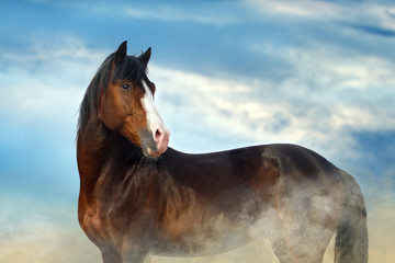 Bay horse portrait against blue sky