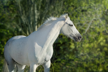 Obraz na płótnie Canvas White horse portrait outdoor against green background
