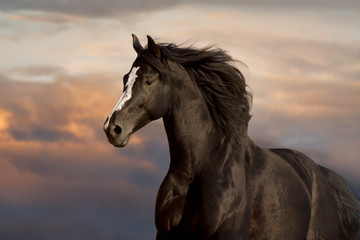 Black horse portrait against blue sky